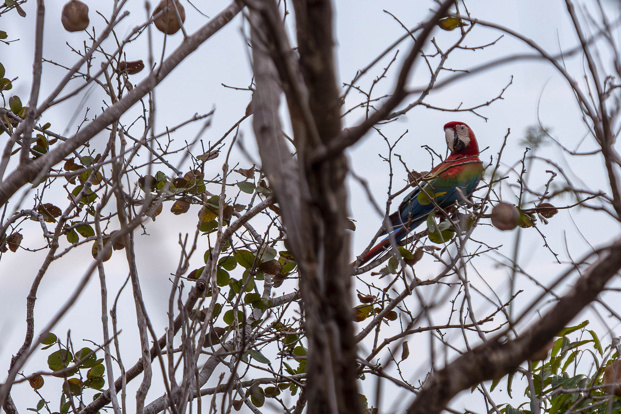 Imagem Expedição Chap Guim - ESEC Serra das Araras--41 da expedição de expedicoes/araras_25